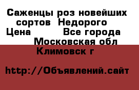 Саженцы роз новейших сортов. Недорого. › Цена ­ 350 - Все города  »    . Московская обл.,Климовск г.